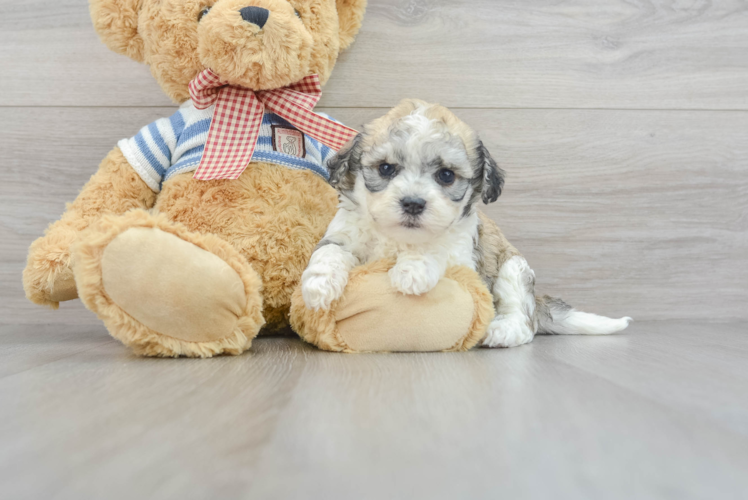 Funny Havanese Purebred Pup