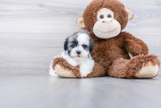 Akc Registered Havanese Purebred Pup