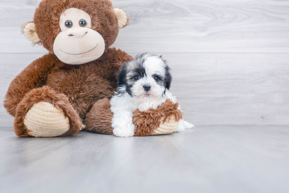 Funny Havanese Purebred Pup