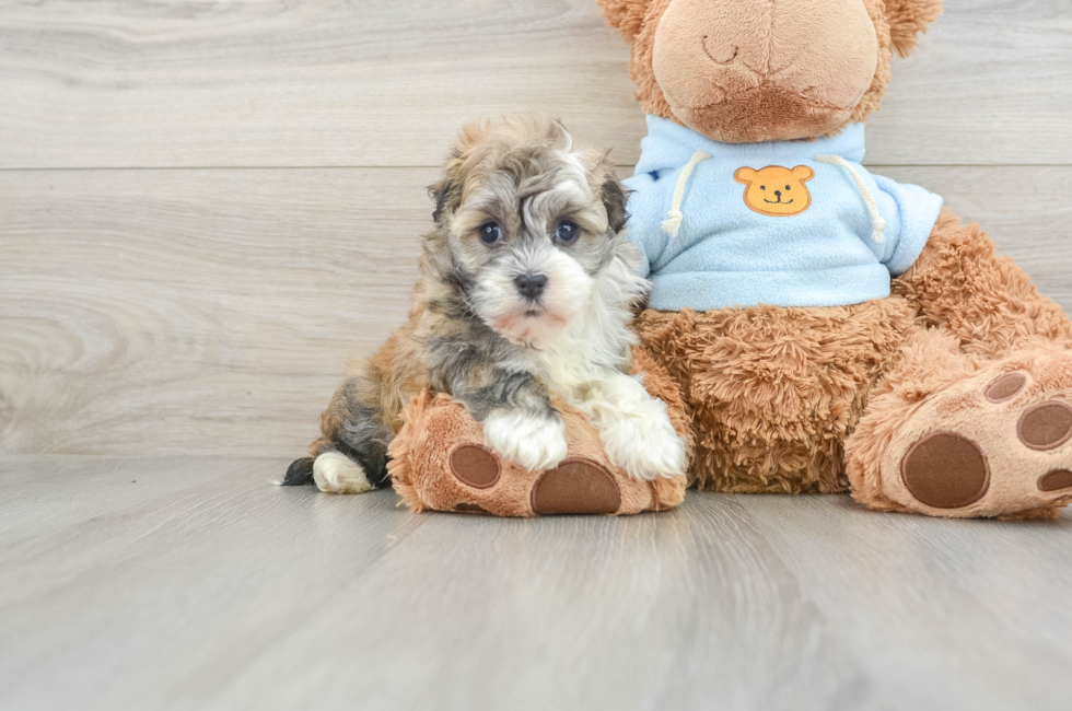 7 week old Havanese Puppy For Sale - Premier Pups