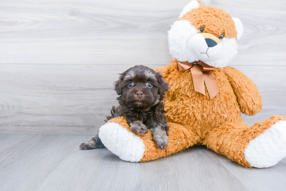 Friendly Havanese Baby