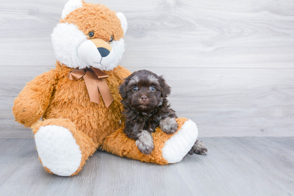 Havanese Pup Being Cute