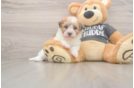 Havanese Puppy for Adoption
