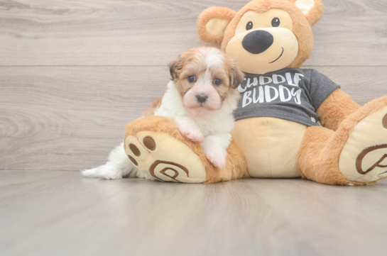 Havanese Puppy for Adoption