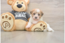 Havanese Puppy for Adoption