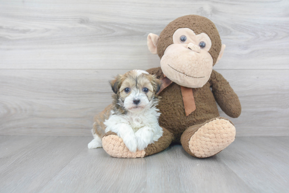 Havanese Puppy for Adoption