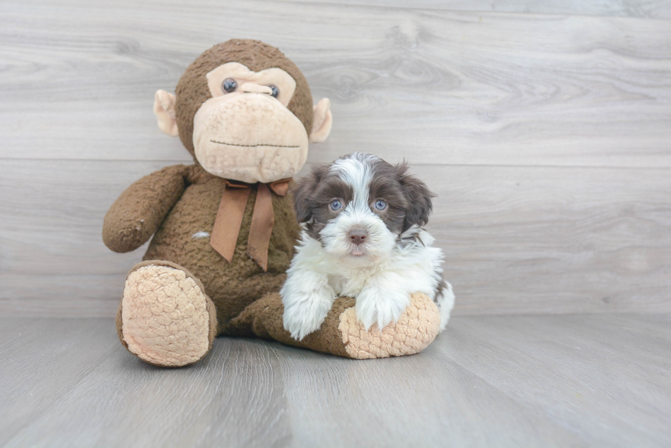 Havanese Puppy for Adoption