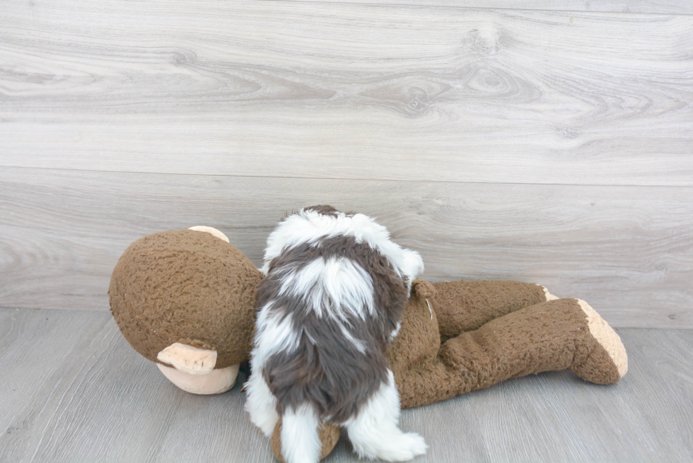 Havanese Puppy for Adoption