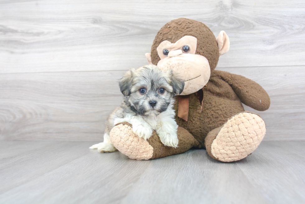 Adorable Havanese Purebred Puppy