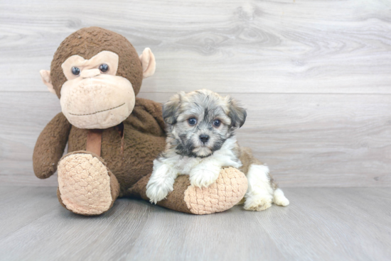 Havanese Puppy for Adoption