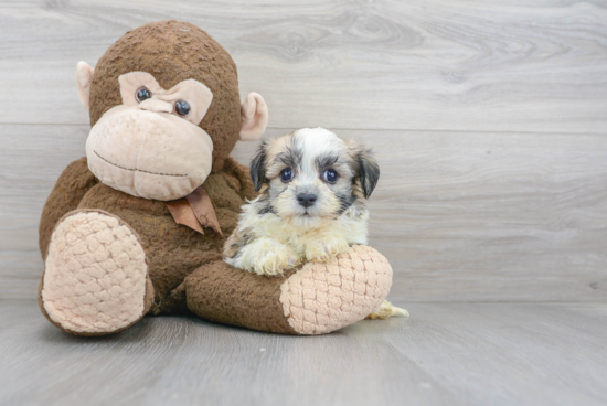 Best Havanese Baby