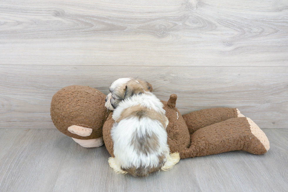 Small Havanese Purebred Pup