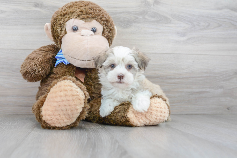 Havanese Puppy for Adoption