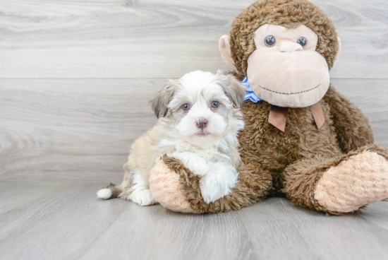 Havanese Puppy for Adoption