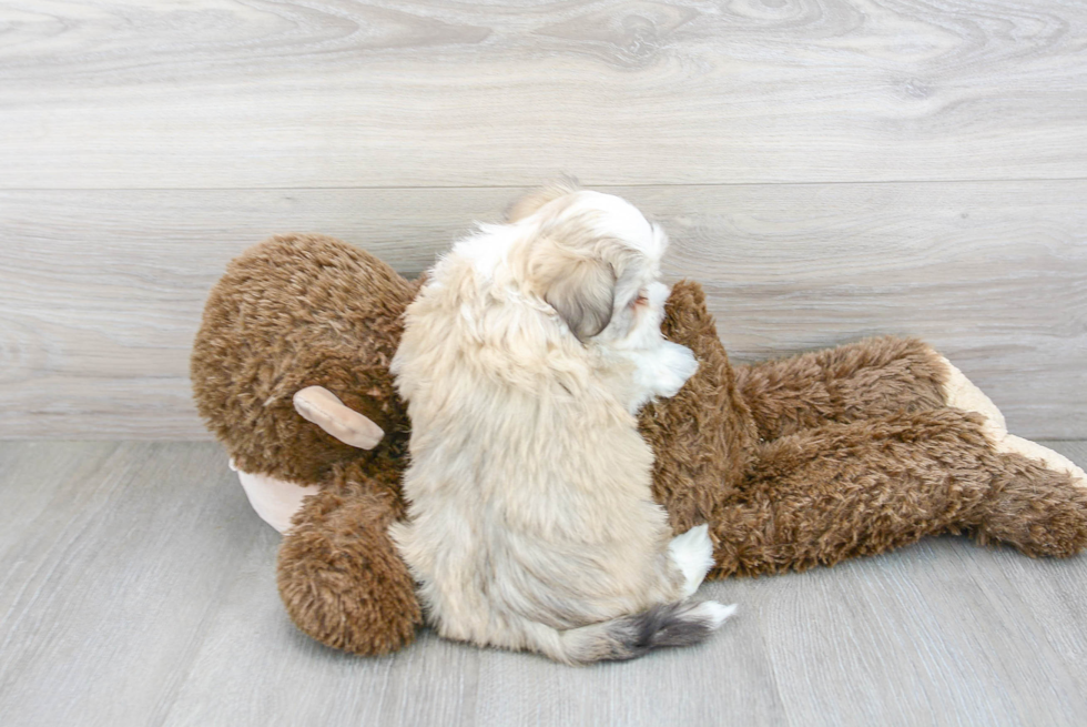 Friendly Havanese Purebred Pup