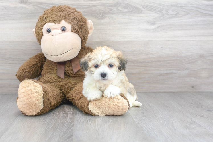 Best Havanese Baby