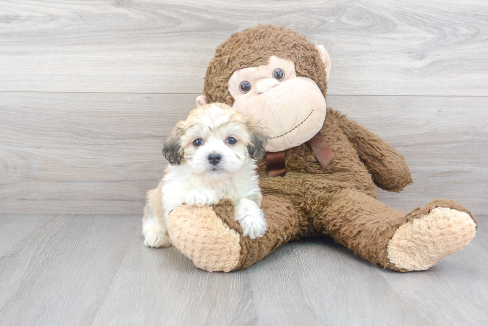 Best Havanese Baby