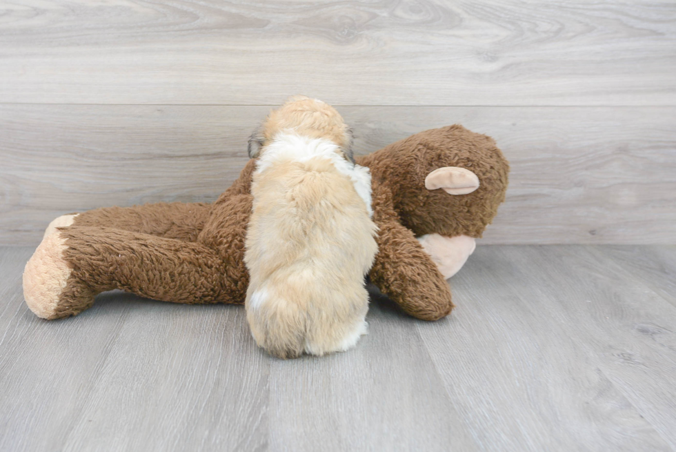 Havanese Puppy for Adoption