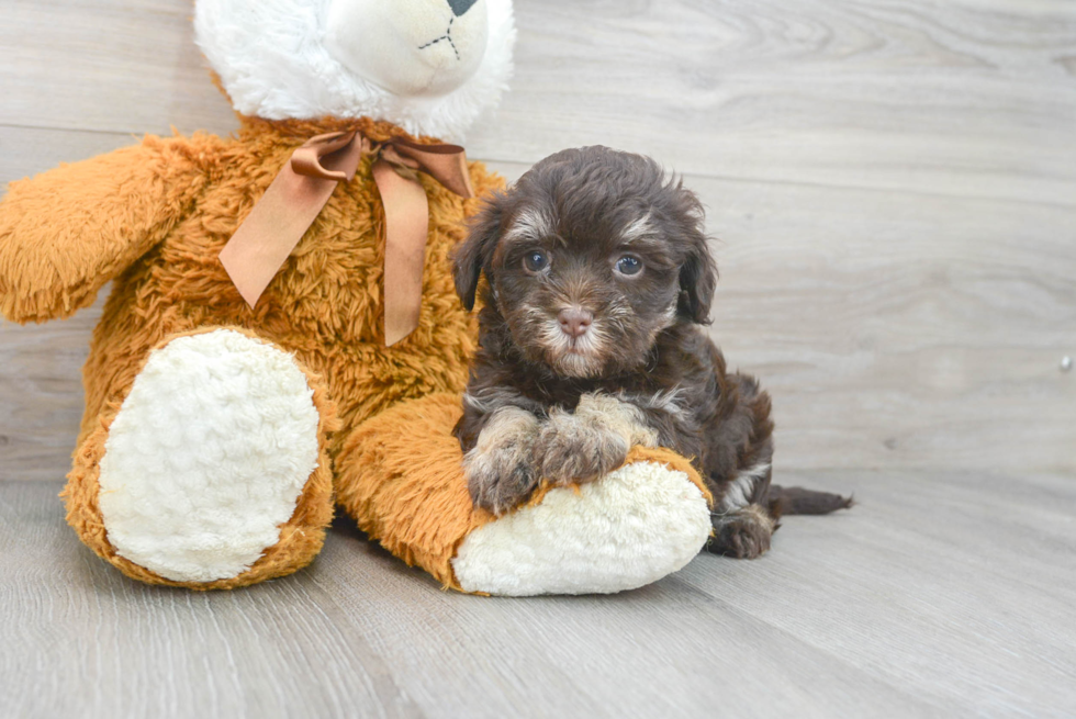 Havanese Puppy for Adoption