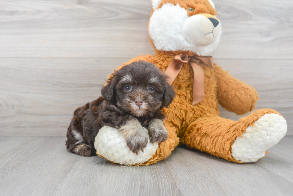 Petite Havanese Purebred Puppy