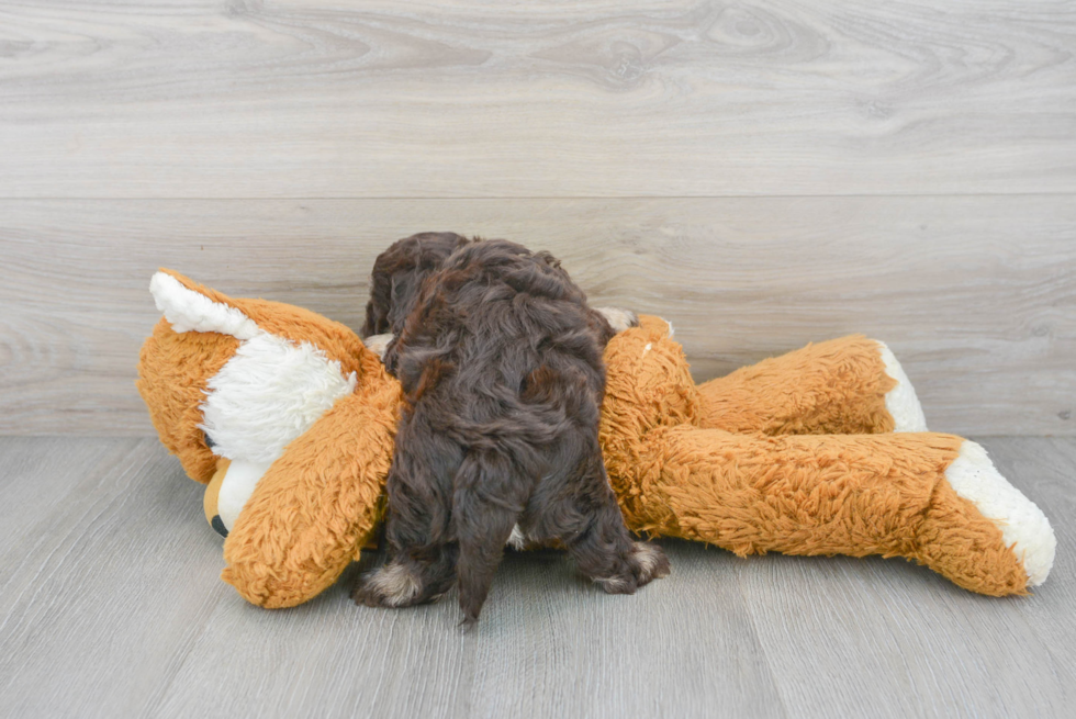 Petite Havanese Purebred Puppy