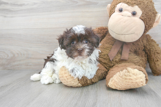 Hypoallergenic Havanese Baby