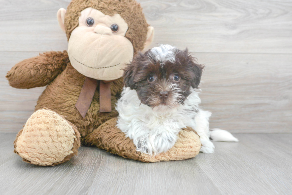 Popular Havanese Baby