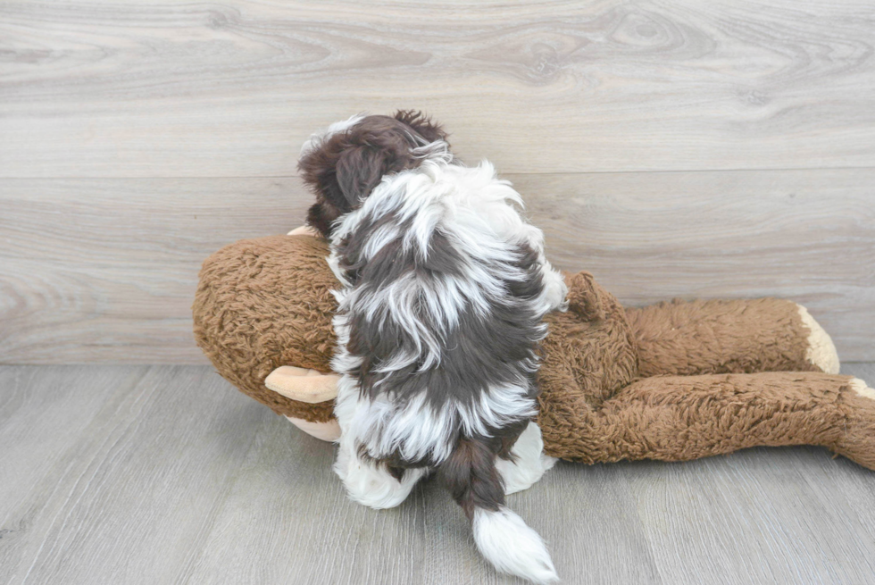 Havanese Pup Being Cute