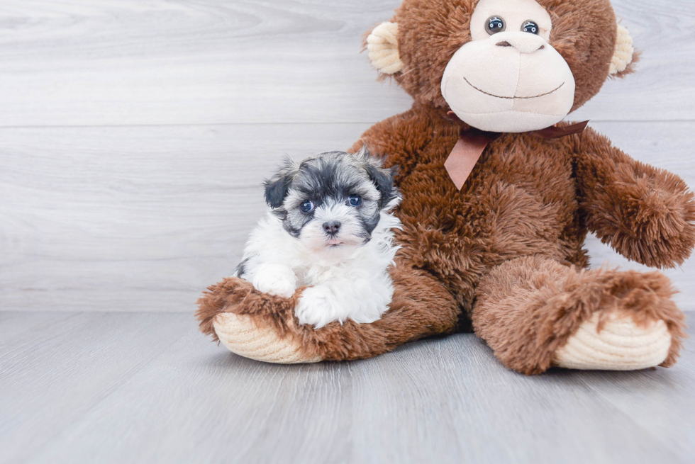 Havanese Pup Being Cute