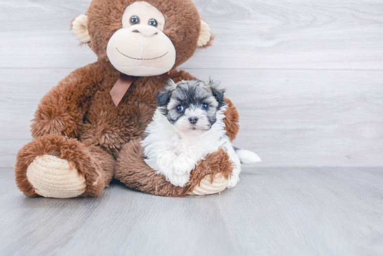 Fluffy Havanese Purebred Puppy