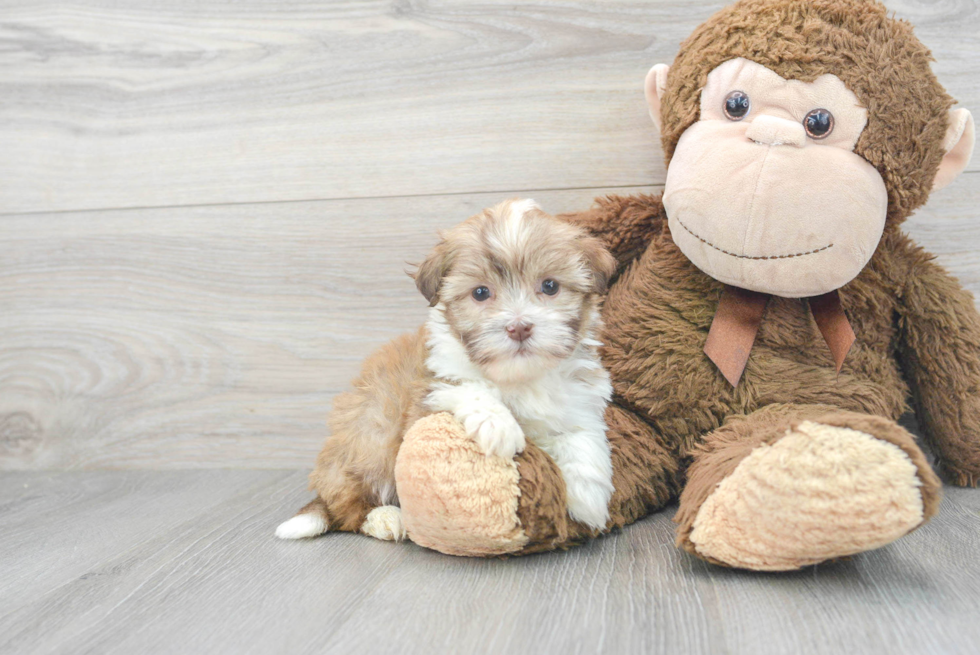 Friendly Havanese Purebred Pup