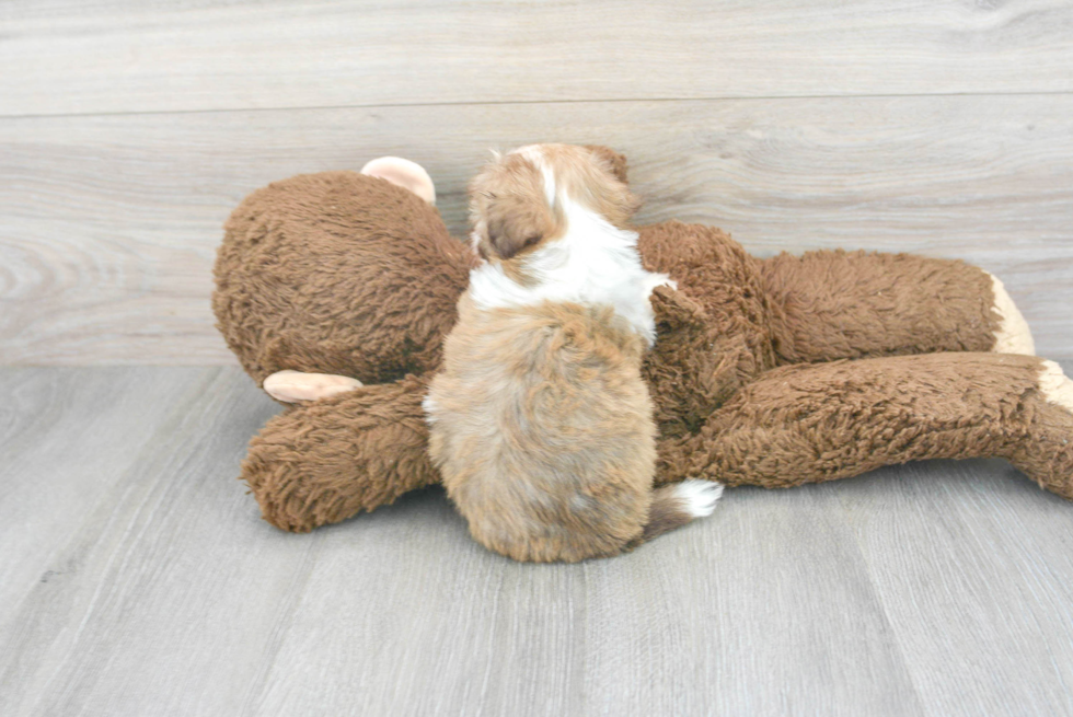 Fluffy Havanese Purebred Puppy