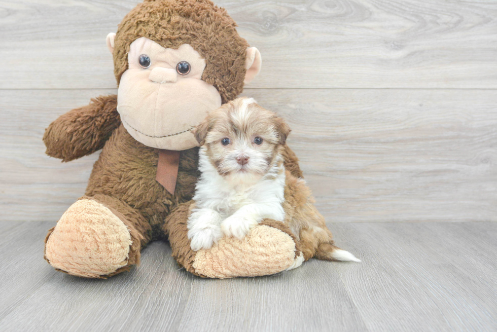 Best Havanese Baby