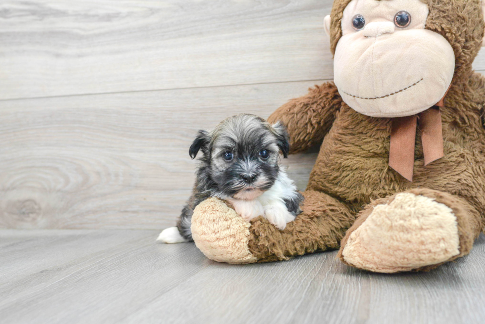 Little Havanese Baby