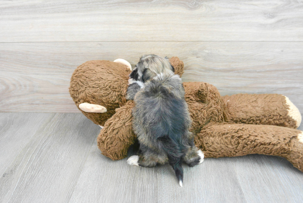 Havanese Pup Being Cute