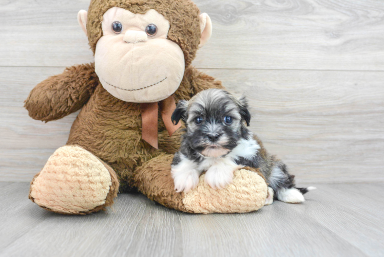 Fluffy Havanese Purebred Puppy