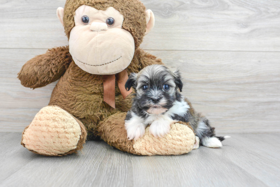 Fluffy Havanese Purebred Puppy