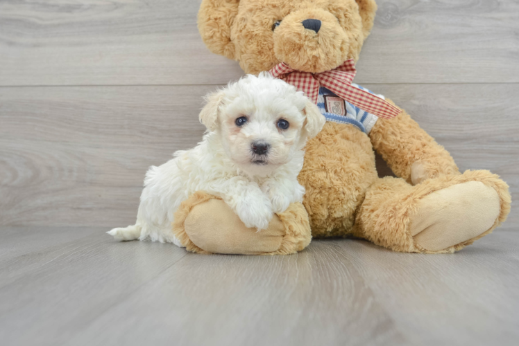 Petite Havanese Purebred Puppy