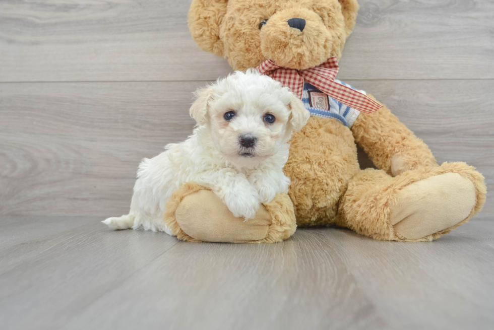 Petite Havanese Purebred Puppy