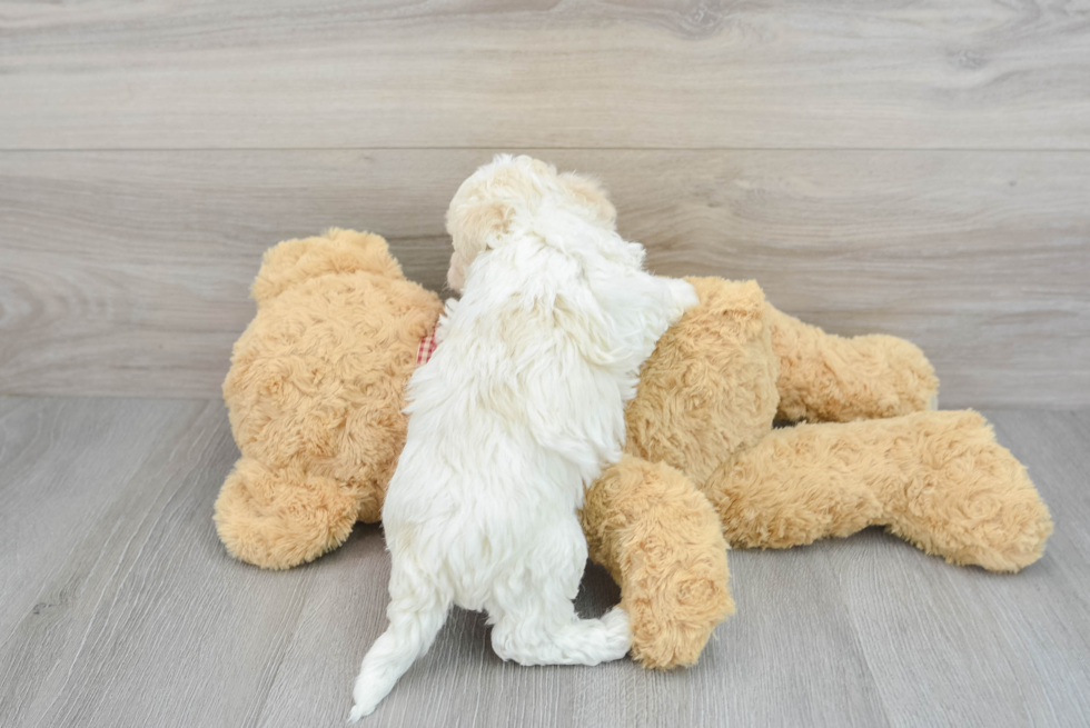 Small Havanese Purebred Pup