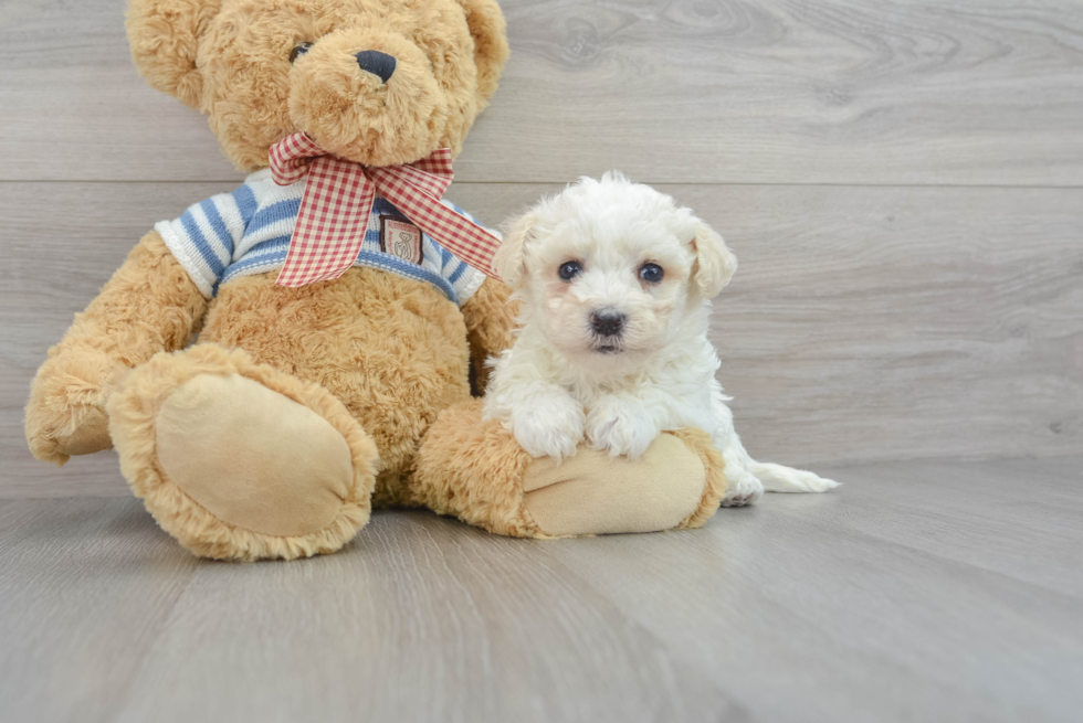 Friendly Havanese Baby
