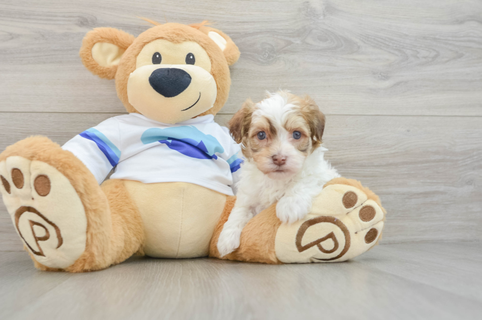 5 week old Havanese Puppy For Sale - Premier Pups