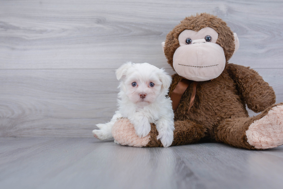 Funny Havanese Baby