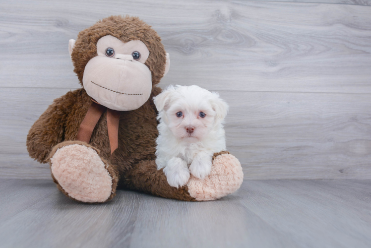 Happy Havanese Purebred Puppy