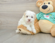7 week old Havanese Puppy For Sale - Premier Pups