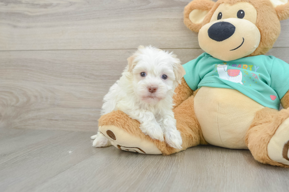 5 week old Havanese Puppy For Sale - Premier Pups
