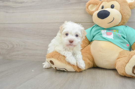 Smart Havanezer Purebred Puppy