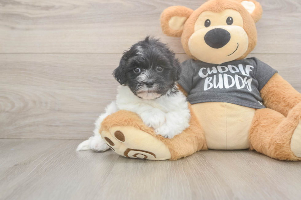 5 week old Havanese Puppy For Sale - Premier Pups