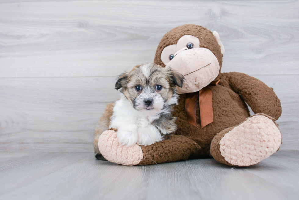 Adorable Havanese Purebred Puppy