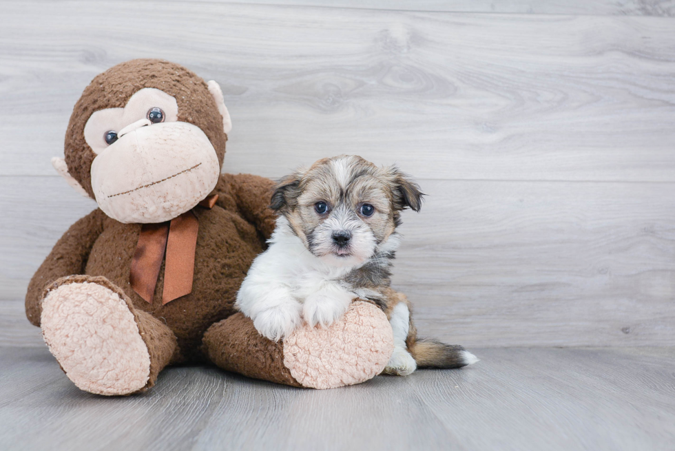 Best Havanese Baby